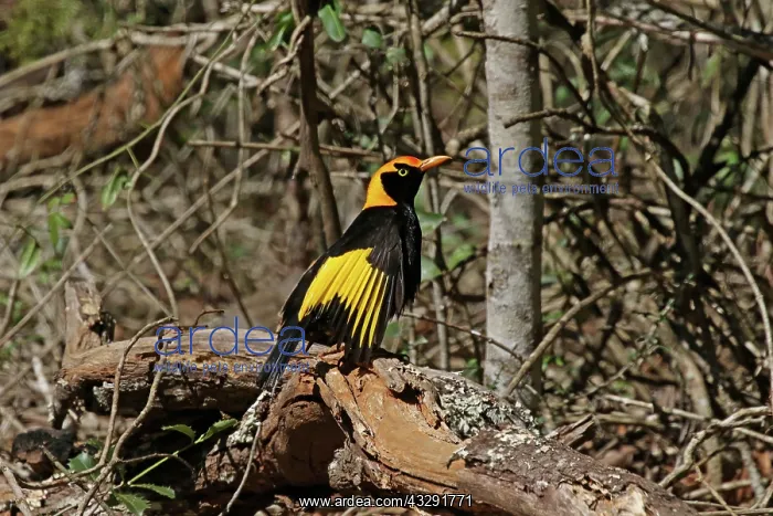 : 80201002 Regent Bowerbird - male sunbathing Queensland : 80201002 Regent Bowerbird - male sunbathing Queensland