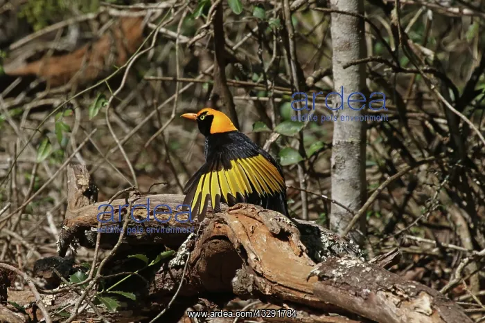 : 80201003 Regent Bowerbird - male sunbathing Queensland : 80201003 Regent Bowerbird - male sunbathing Queensland