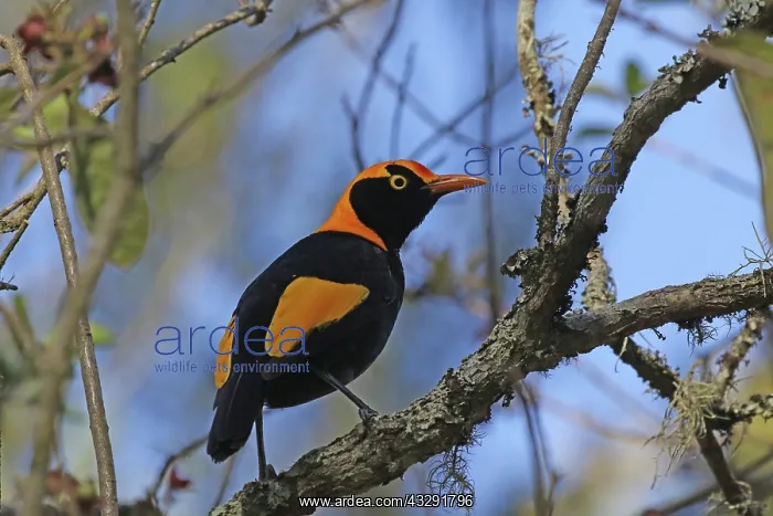 : 80201004 Regent Bowerbird - male Queensland, Australia : 80201004 Regent Bowerbird - male Queensland, Australia