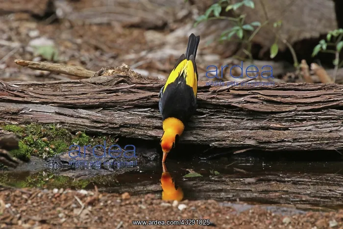 : 80201006 Regent Bowerbird - male drinking Queensland : 80201006 Regent Bowerbird - male drinking Queensland