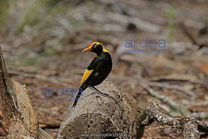 : 80201007 Regent Bowerbird - male Queensland, Australia : 80201007 Regent Bowerbird - male Queensland, Australia