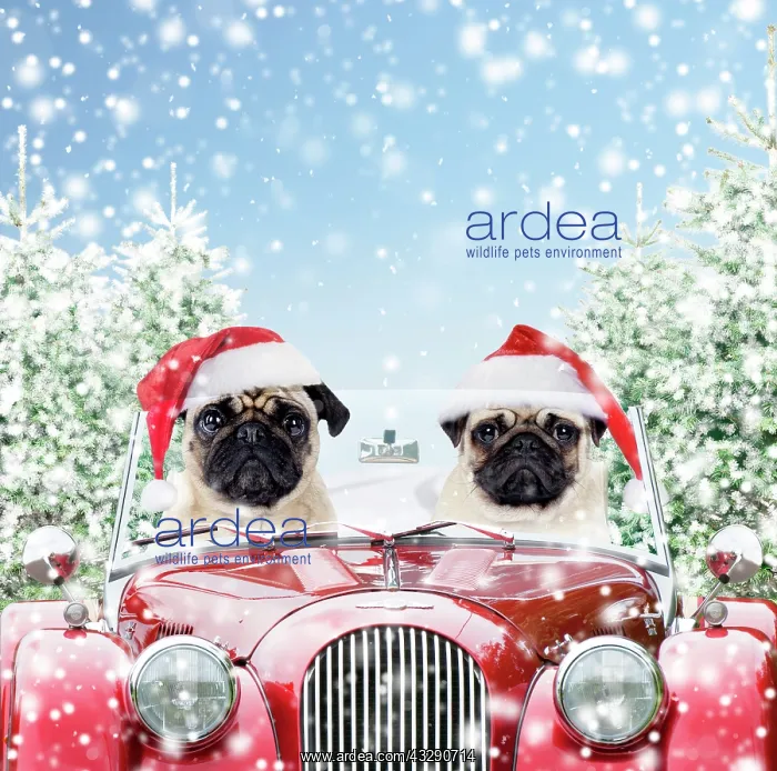 : 80201008 Dogs - pugs wearing Christmas hats - driving : 80201008 Dogs - pugs wearing Christmas hats - driving
