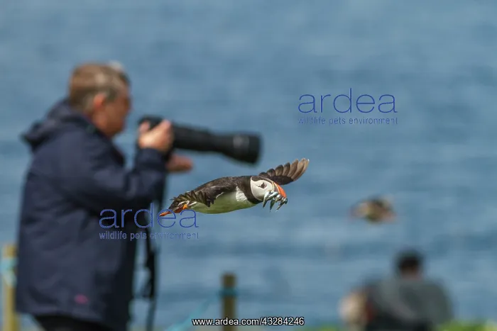 : 80201009 Atlantic Puffin - in flight by photographers : 80201009 Atlantic Puffin - in flight by photographers