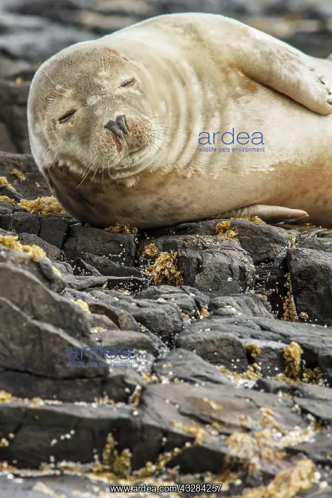 : 80201010 Grey Seal - resting on cliffs Farne Islands : 80201010 Grey Seal - resting on cliffs Farne Islands
