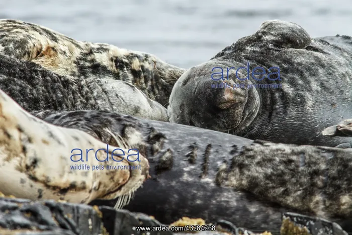 : 80201011 Grey Seal - resting on cliffs Farne Islands : 80201011 Grey Seal - resting on cliffs Farne Islands