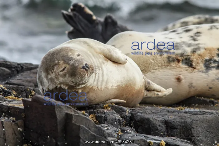 : 80201012 Grey Seal - resting on cliffs Farne Islands : 80201012 Grey Seal - resting on cliffs Farne Islands