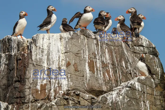 : 80201013 Atlantic Puffin - flock on cliff Farne : 80201013 Atlantic Puffin - flock on cliff Farne