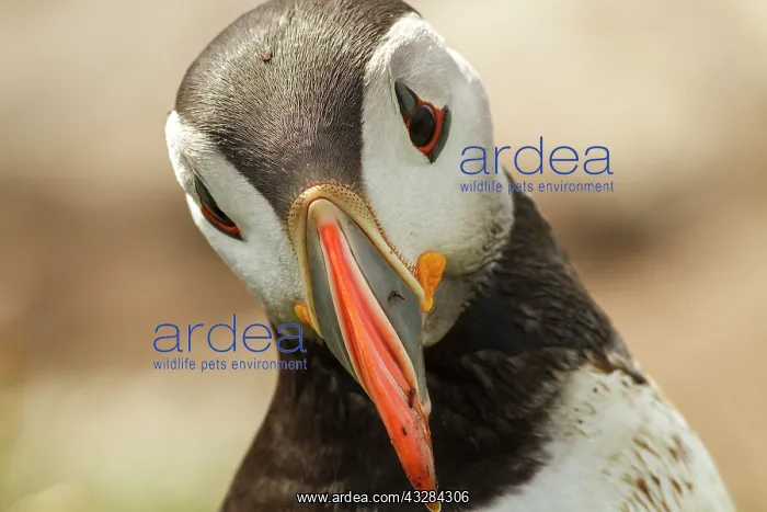 : 80201014 Atlantic Puffin - adult portrait Farne : 80201014 Atlantic Puffin - adult portrait Farne