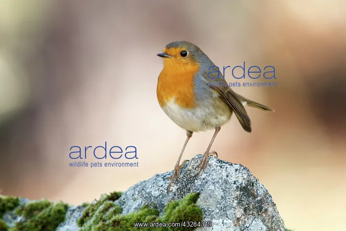 : 80201015 European Robin Galicia, Spain Erithacus : 80201015 European Robin Galicia, Spain Erithacus