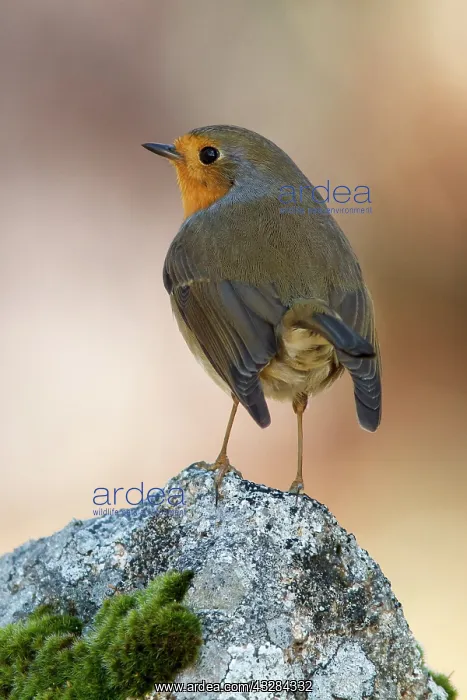 : 80201016 European Robin Galicia, Spain Erithacus : 80201016 European Robin Galicia, Spain Erithacus