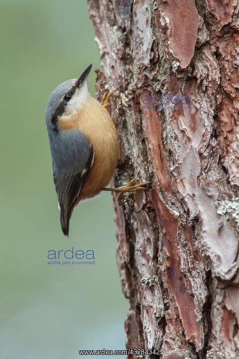 : 80201017 Eurasian Nuthatch - on Pine Tree Galicia : 80201017 Eurasian Nuthatch - on Pine Tree Galicia