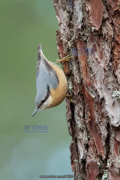 : 80201018 Eurasian Nuthatch - on Pine Tree Galicia : 80201018 Eurasian Nuthatch - on Pine Tree Galicia
