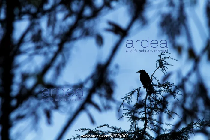  : 80201019 Carrion Crow - silhouette in tree Galicia