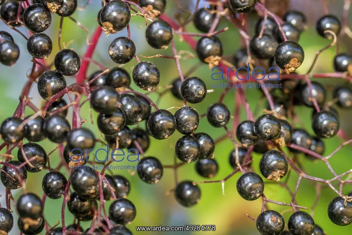 : 80201020 Black Elder - fruit Galicia, Spain Sambucus : 80201020 Black Elder - fruit Galicia, Spain Sambucus