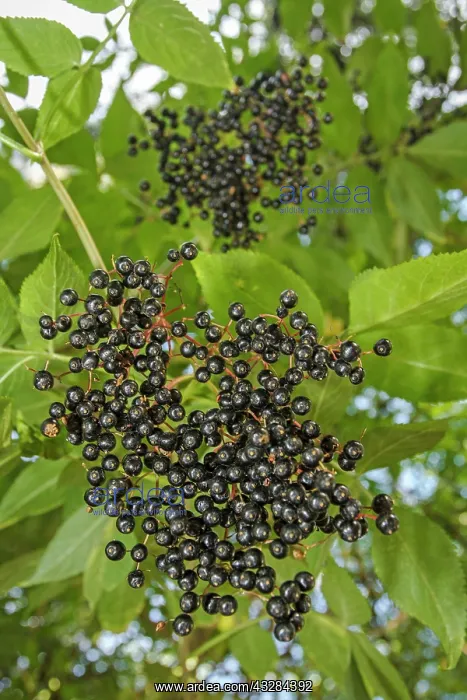 : 80201021 Black Elder - fruit Galicia, Spain Sambucus : 80201021 Black Elder - fruit Galicia, Spain Sambucus