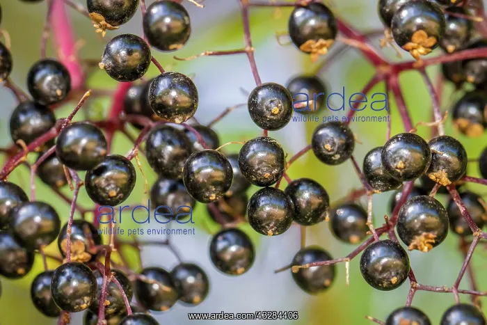 : 80201022 Black Elder - fruit Galicia, Spain Sambucus : 80201022 Black Elder - fruit Galicia, Spain Sambucus