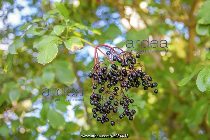 : 80201023 Black Elder - fruit Galicia, Spain Sambucus : 80201023 Black Elder - fruit Galicia, Spain Sambucus