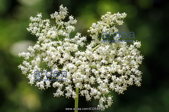 : 80201024 Black Elder - flower Galicia, Spain Sambucus : 80201024 Black Elder - flower Galicia, Spain Sambucus