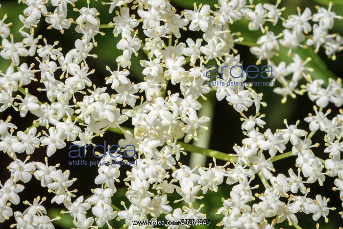 : 80201025 Black Elder - flower Galicia, Spain Sambucus : 80201025 Black Elder - flower Galicia, Spain Sambucus