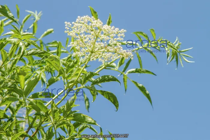 : 80201026 Black Elder - flower Galicia, Spain Sambucus : 80201026 Black Elder - flower Galicia, Spain Sambucus