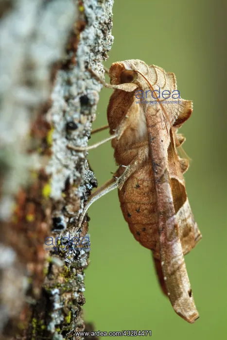 : 80201027 Angle Shades Moth - on tree Galicia, Spain : 80201027 Angle Shades Moth - on tree Galicia, Spain