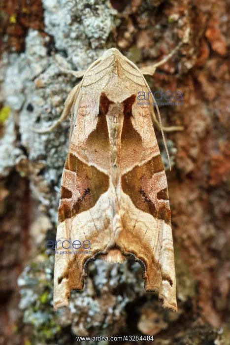 : 80201028 Angle Shades Moth - on tree Galicia, Spain : 80201028 Angle Shades Moth - on tree Galicia, Spain