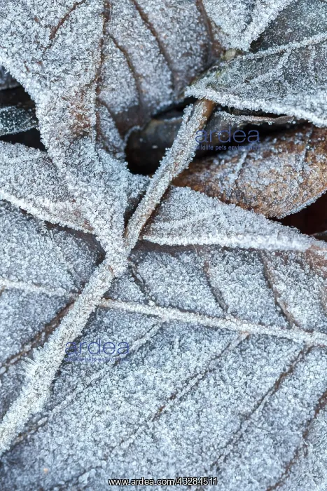 : 80201030 Leaves - covered in frost Las Medulas : 80201030 Leaves - covered in frost Las Medulas