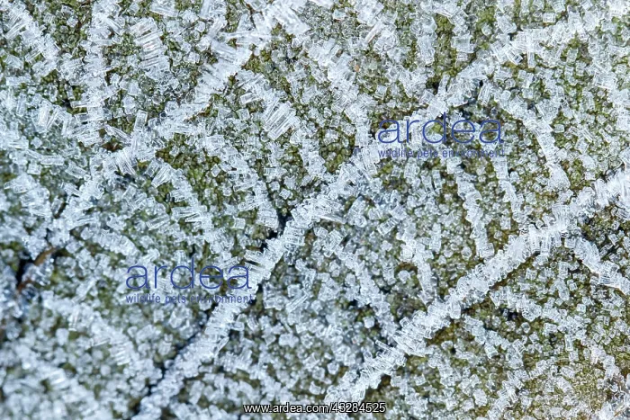 : 80201031 Leaves - covered in frost Las Medulas : 80201031 Leaves - covered in frost Las Medulas