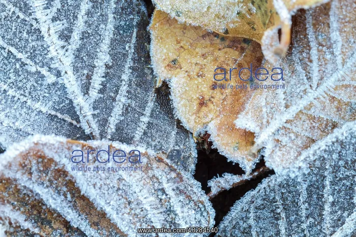 : 80201032 Leaves - covered in frost Las Medulas : 80201032 Leaves - covered in frost Las Medulas