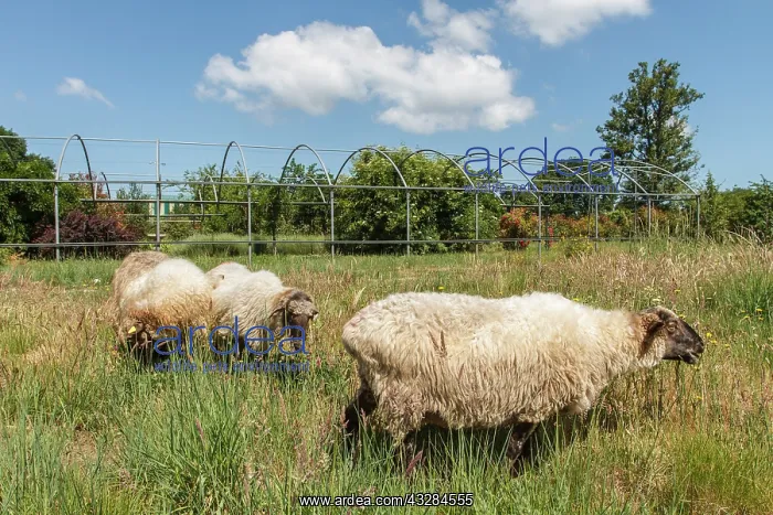 : 80201033 Sheep - grazing Galicia, Spain Ovis aries : 80201033 Sheep - grazing Galicia, Spain Ovis aries