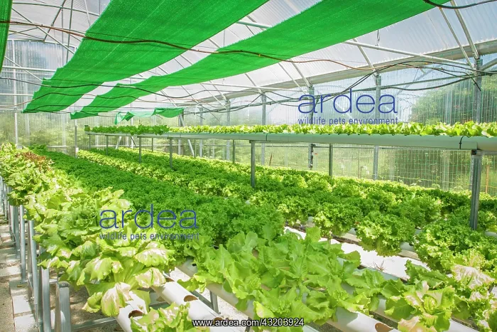 : 80201034 Greenhouse Galicia, Spain Brais Seara Fernandez : 80201034 Greenhouse Galicia, Spain Brais Seara Fernandez