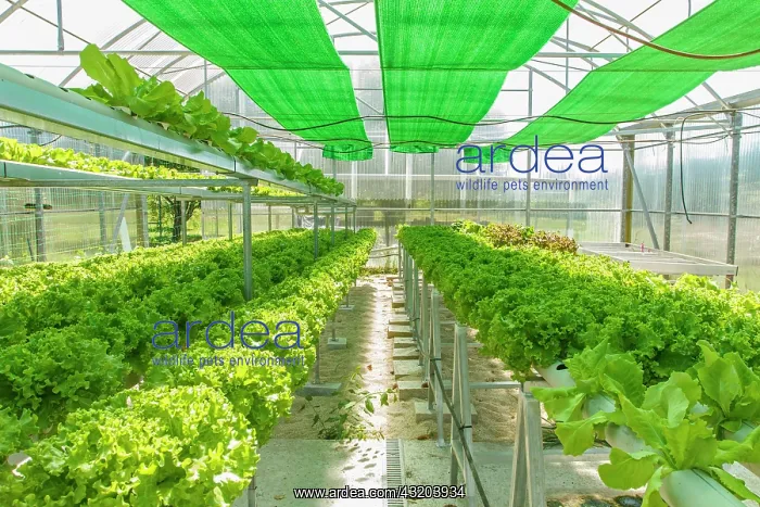  : 80201035 Greenhouse Galicia, Spain Brais Seara Fernandez