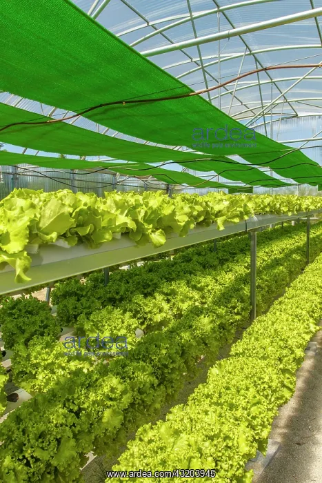 : 80201036 Greenhouse Galicia, Spain Brais Seara Fernandez : 80201036 Greenhouse Galicia, Spain Brais Seara Fernandez