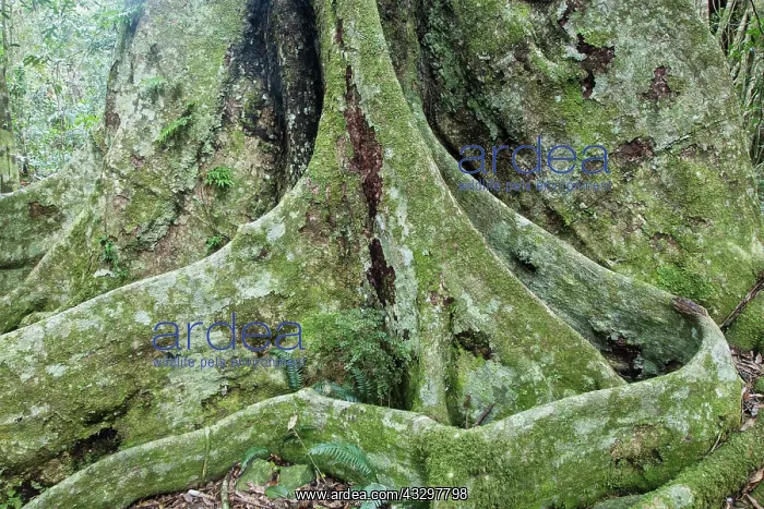 : 80201039 Black Booyong Tree - showing buttress roots : 80201039 Black Booyong Tree - showing buttress roots