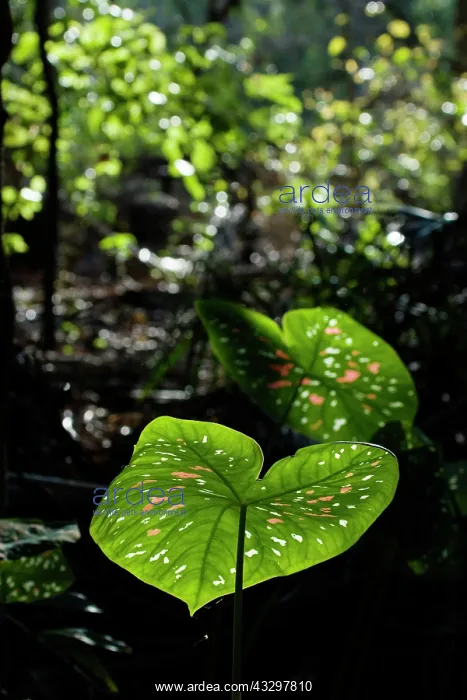 : 80201040 Dabbled Light on Coloured Leaves Howard : 80201040 Dabbled Light on Coloured Leaves Howard