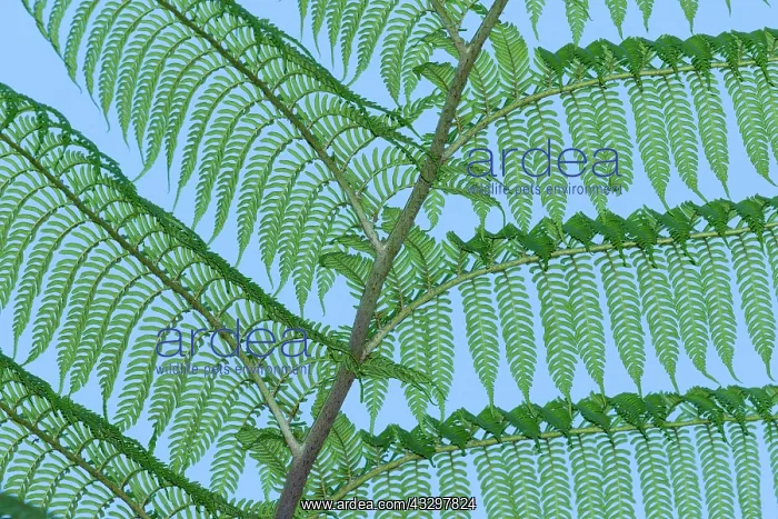  : 80201041 Tree Fern Fronds Atherton Tablelands, Queensland