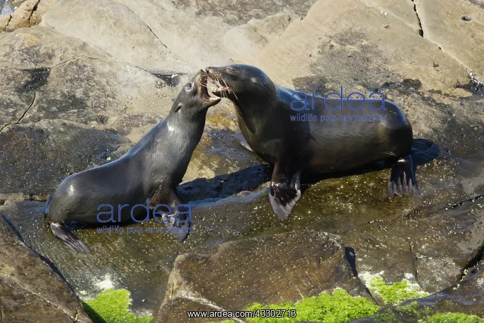 : 80201044 New Zealand Fur Seal - youngsters playfighting : 80201044 New Zealand Fur Seal - youngsters playfighting