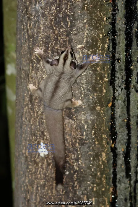  : 80201045 Sugar Glider - feeding on treacle mixture