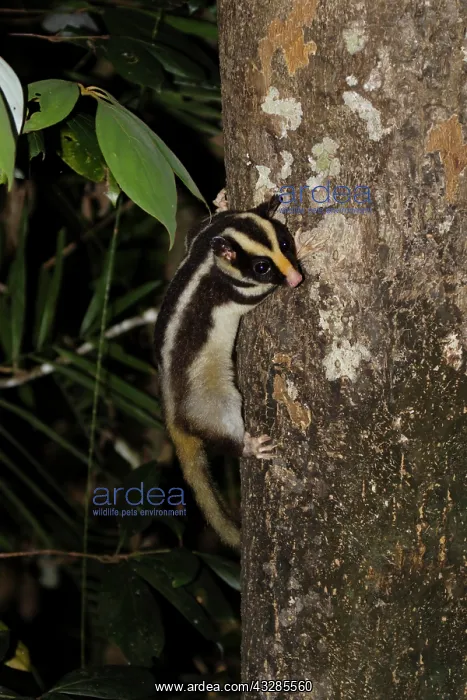 : 80201046 Striped Possum - on tree trunk at night : 80201046 Striped Possum - on tree trunk at night
