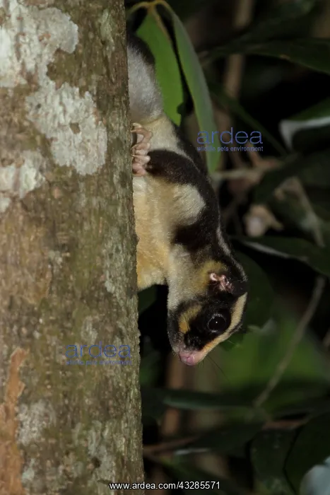 : 80201047 Striped Possum - on tree trunk at night : 80201047 Striped Possum - on tree trunk at night