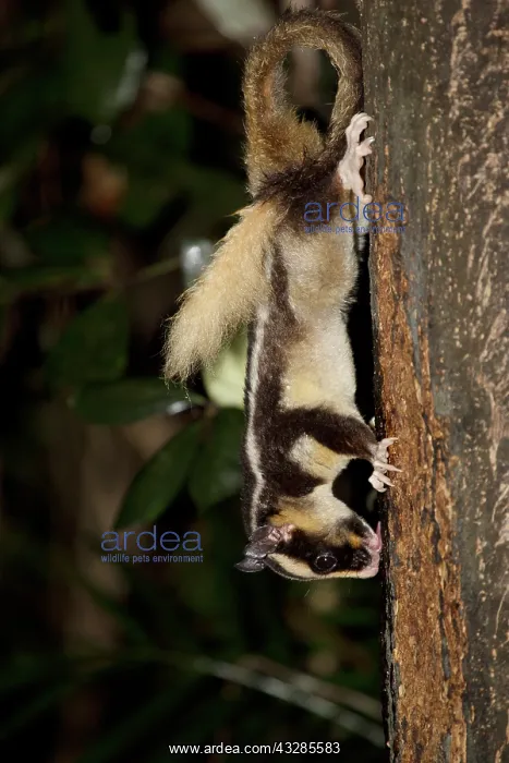 : 80201048 Striped Possum - feeding on treacle mixture : 80201048 Striped Possum - feeding on treacle mixture