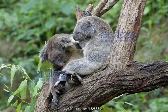 : 80201049 Koala Kangaroo Island, South Australia : 80201049 Koala Kangaroo Island, South Australia