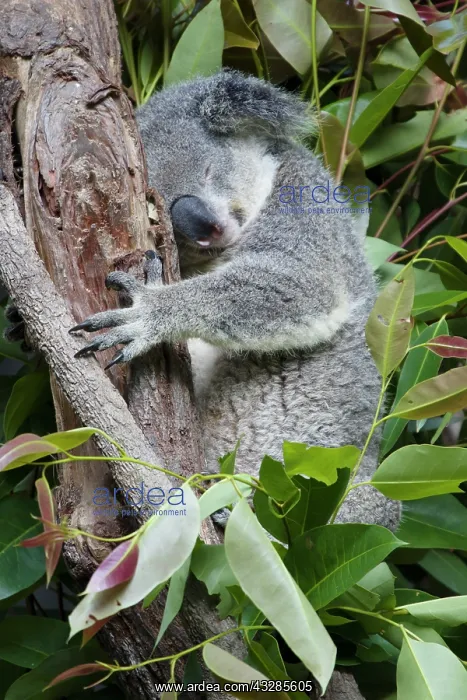 : 80201050 Koala Kangaroo Island, South Australia : 80201050 Koala Kangaroo Island, South Australia
