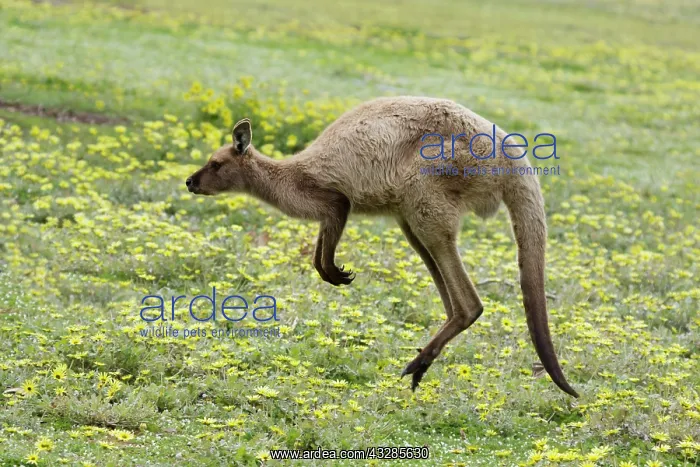 : 80201052 Western Grey Kangaroo - hopping Kangaroo : 80201052 Western Grey Kangaroo - hopping Kangaroo