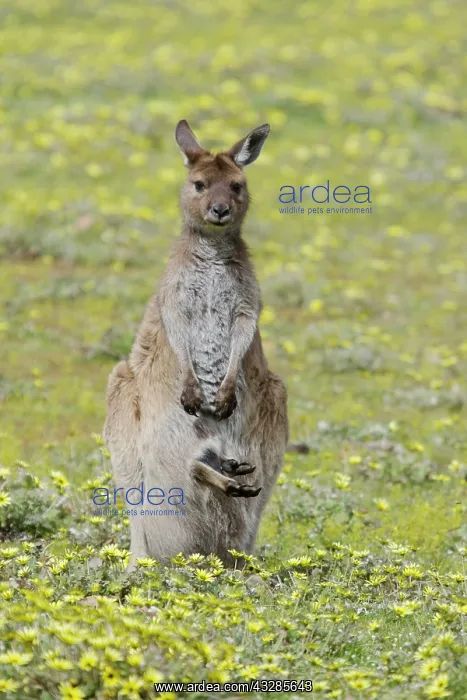: 80201053 Western Grey Kangaroo - female with joey : 80201053 Western Grey Kangaroo - female with joey