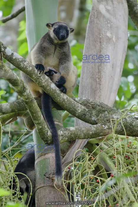 : 80201054 Lumholtz Tree Kangaroo Atherton Tablelands : 80201054 Lumholtz Tree Kangaroo Atherton Tablelands