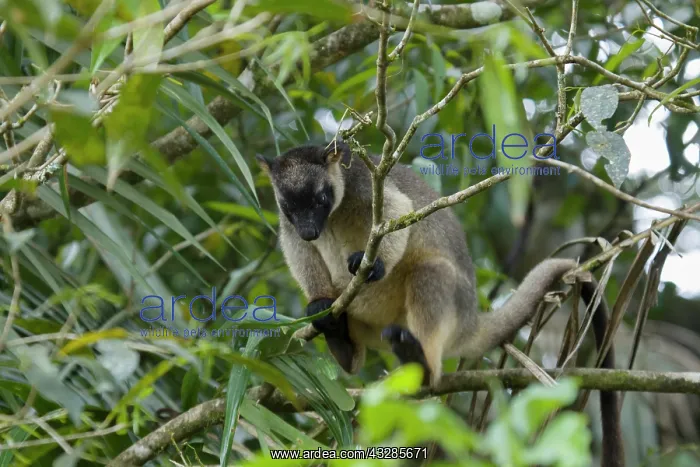 : 80201055 Lumholtz Tree Kangaroo Atherton Tablelands : 80201055 Lumholtz Tree Kangaroo Atherton Tablelands