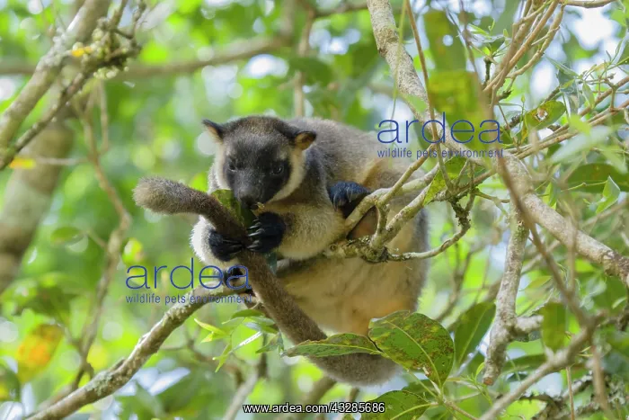 : 80201056 Lumholtz Tree Kangaroo Atherton Tablelands : 80201056 Lumholtz Tree Kangaroo Atherton Tablelands