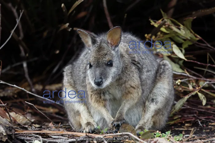 : 80201058 Tammar Wallaby Kangaroo Island, South Australia : 80201058 Tammar Wallaby Kangaroo Island, South Australia