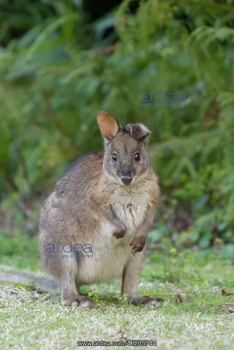 : 80201060 Red-necked Pademelon Lamington National : 80201060 Red-necked Pademelon Lamington National